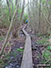 Duckboards in Upton Broad and Marshes Nature Reserve