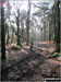 Walking through woodland on the way up to The Cloud (Bosley Cloud)