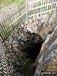 Fenced of mine shaft beneath Bryn Bedwog on the lower slopes of Y Garn (Rhinogs)