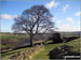 Tree near Higher Wormald with Ryburn Reservoir in the background
