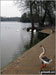 Canadian Geese on the shore of The Mere, Ellesmere