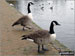 Canadian Geese on the shore of The Mere, Ellesmere