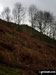 Woodland below Caer Caradoc Hill