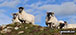Sheep near Craster