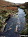The Porter or Little Don River in Hordron Clough