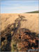 Path across Rabbit Warren, Beeley Moor