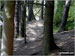Walking through woodland on the banks of Langsett Reservoir