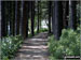 Walking through woodland on the banks of Langsett Reservoir