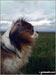 My dog, Sir Neville Poopalot standing on the Trig point at the top of Walbury Hill