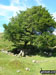 Ruin and Tree near Devonport Leat