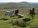 Dartmoor Ponies near Devonport Leat
