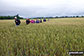 Chester Rambling & Hillwalking Club walking through fields near Myddle