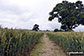 Fields near Myddle