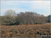 White Moor