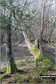 In woodland on White Moor