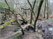 Ancient woodland by Highland Water
