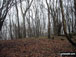 The wooded summit of View Edge (Weo Edge)