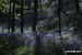 Bluebells on Loughrigg Fell