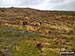Deer fence on the way down from Beinn Resipole