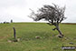 Lone, wind swept tree on Watch Hill (Cockermouth) and Setmurthy Common (Watch Hill)
