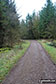 Forest track down through woodland east of the summit of Setmurthy Common (Watch Hill)