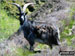 Mountain Goat above Ben Glas Burn