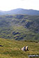 Black Crags (Langdale) from Martcrag Moor