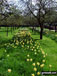 Daffodils in Cornwell