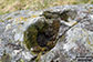 The (now broken) Deil's Putting Stone