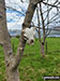 Sheep skull nailed to a tree in Ben Lawers National Nature Reserve beside Lawers Burn