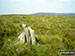 Cairn on the summit of Cefn Gwyntog