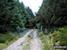 Heading back into Pennllyn Forest