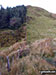 Looking back up to Waun-oer from the bwlch between Waun-oer and Cribin Fawr