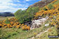 Flowering yellow broom on the lower slopes of Ben Hope