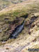 One of the many streams that flow into Stone Beck on the lower slopes of Great Whernside