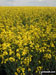 Rapeseed in bloom on The Ridgeway near Bledlow
