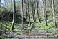 Rusden Wood south of Middleton-by-Youlgreave