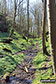 In Rusden Wood south of Middleton-by-Youlgreave