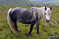 Wild Pony on Whinash