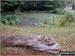 Dunsmore Village Pond