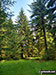 Forest glade beyond the footbridge over Birchin Clough