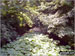 The River Sett under a blanket of Water Lilies beside The Sett Valley Trail near Hayfield