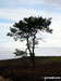 A lone tree on Fremington Edge