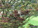 A bird in a tree on Fremington Edge