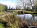 Pond at Low Road, East Somerton