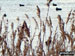 Ducks on the Newport Wetlands Reserve, Uskmouth, Newport