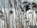 Views from Newport Wetlands Reserve, Uskmouth, Newport