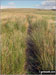 The Pennine Way across Dun Hill
