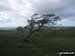 Windblown tree in Whittas Park, North of Binsey