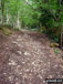 The West Mendip Way through Long Wood Nature Reserve